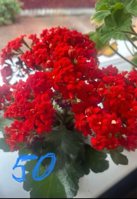 Каланхоє,бегонії,фіалки