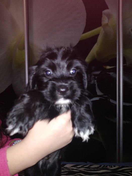 Американський кокер спаніель