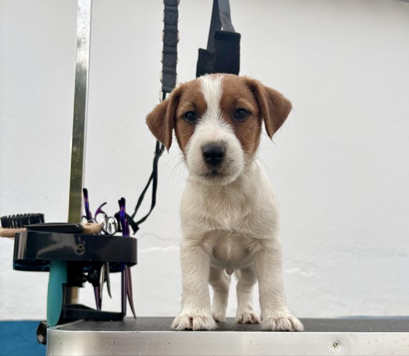 Cachorrinho Jack Russell Terrier c/ Afixo e LOP