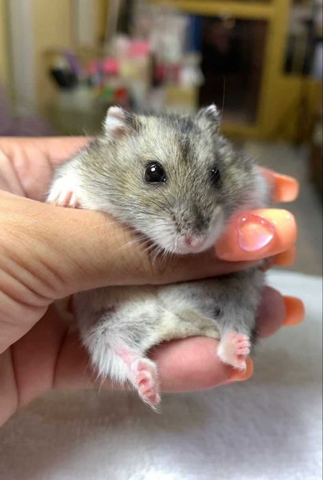 Хом’ячки малеча ручні, домашній міні хом’як, хом’ячата джунгаріки