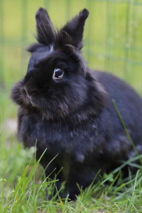 Króliki do adopcji