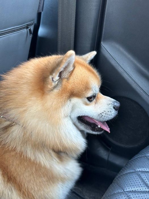 Вязка Помски ( Померанский шпиц / Хаски )