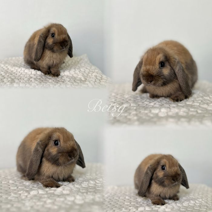 Króliczki najmniejsze! Karzełk Teddy 800g-1,2kg i Mini lopki
