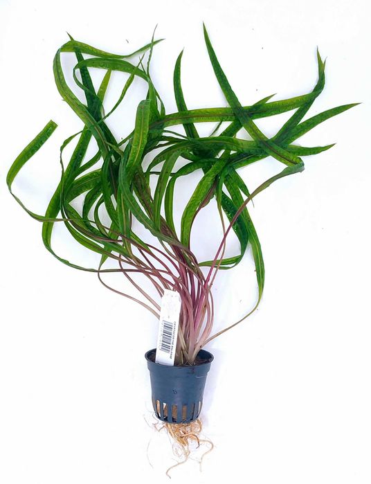 Cryptocoryne Balansae koszyk Rośliny Dekoracja Akwarium