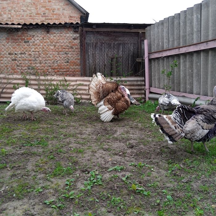 Продам інкубаційні яйця індиків