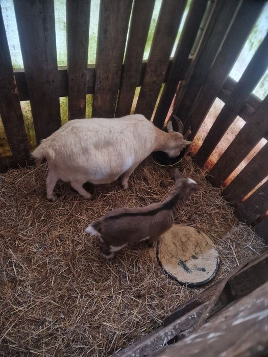 Casal de cabras anas