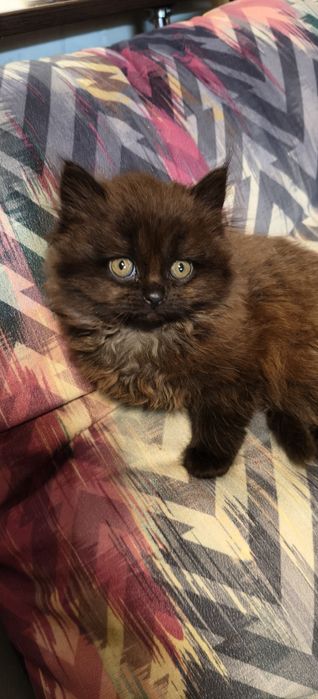 Шотландські кошенята