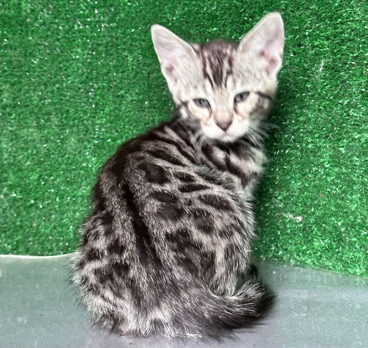 Продам девочку бенгалку