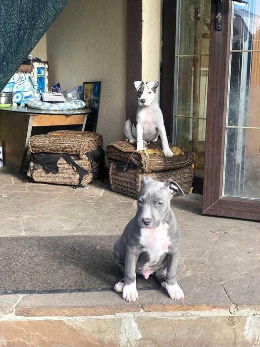 Стафаширський Американський Тер'єр