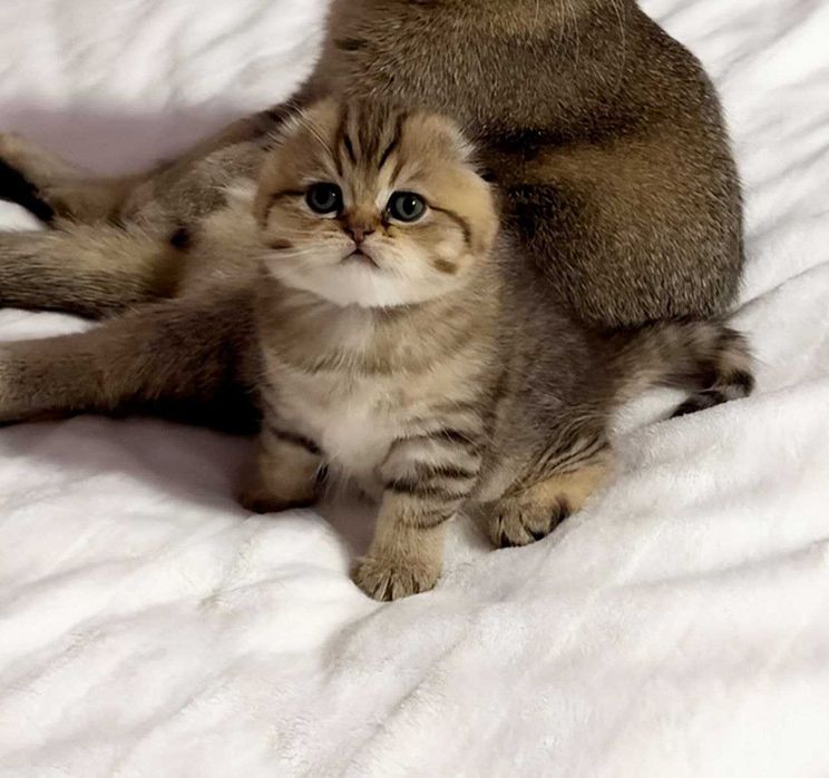 Шотландський Висловухий Скотіш Фолд хлопчик