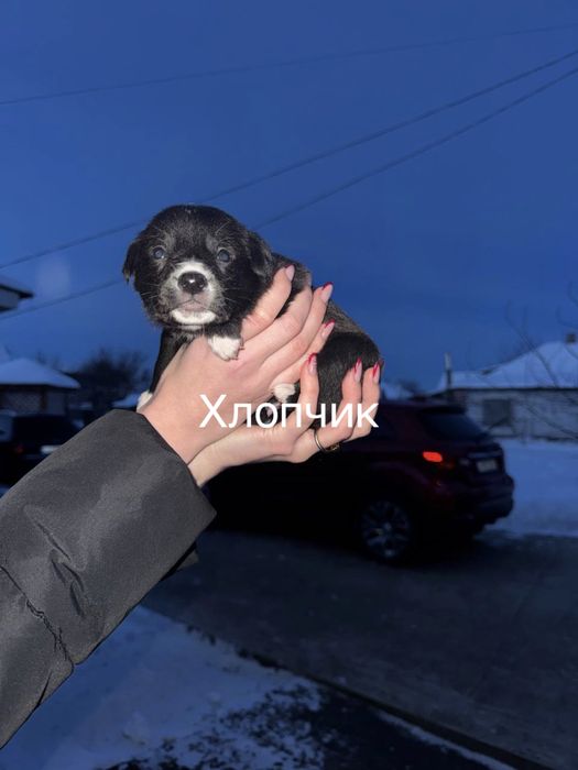 Цуценята в добрі руки, безкоштовно