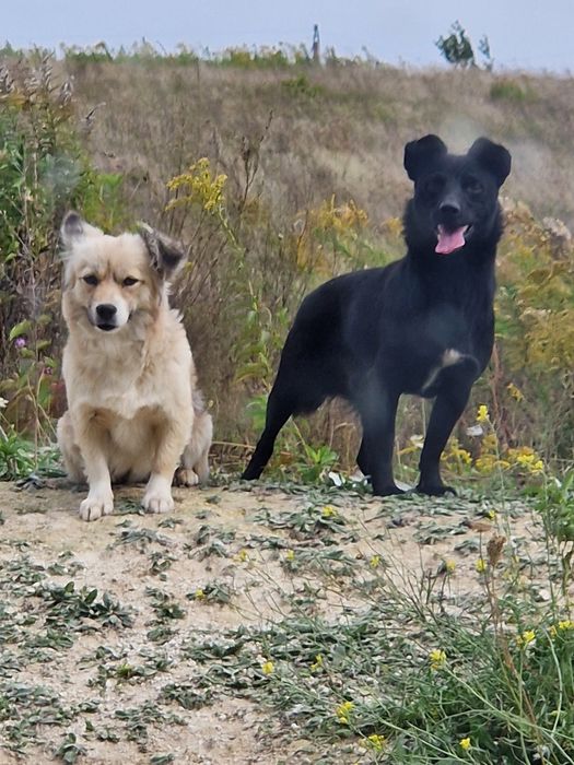 Два хлопчики шукають домівку