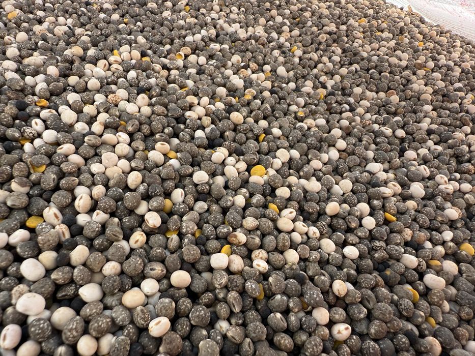 Łubin, ziarno łubinu