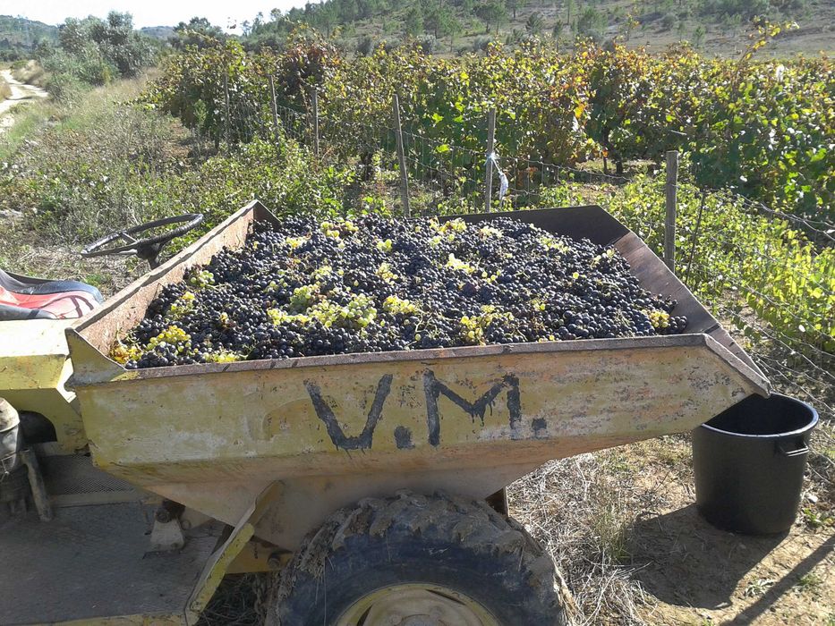 Vinha com Terreno Agrícola