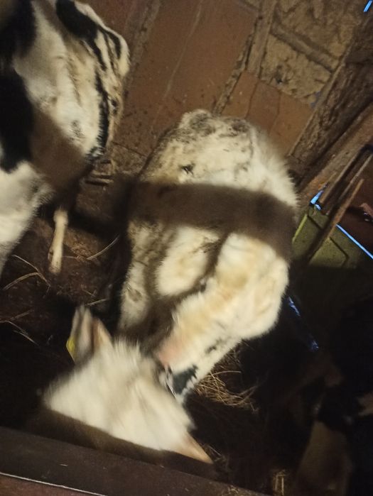 Ładny Byczek na sprzedaż