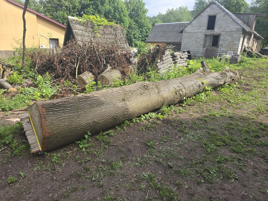 Sprzedam pień lipy 65 cm średnicy 7 m długości