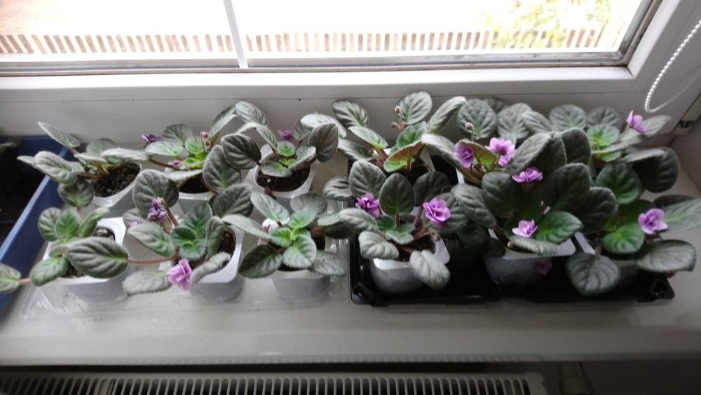 Фіалки в горщиках