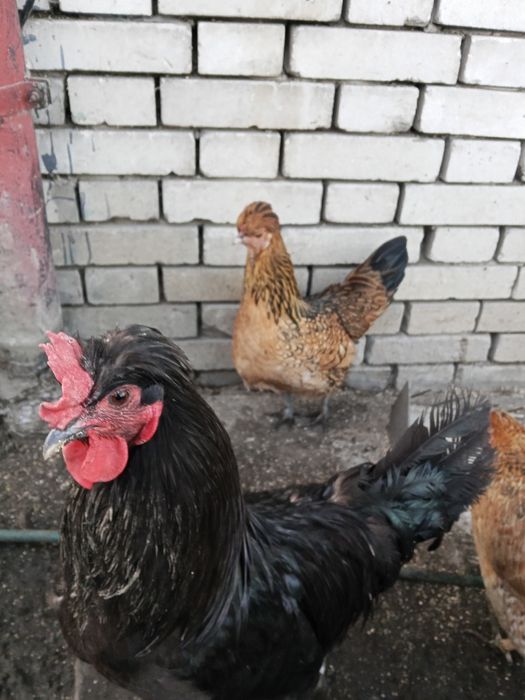 Jaja lęgowe czubatek