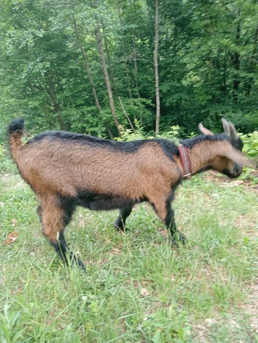 Продам цапика  від молочної кози