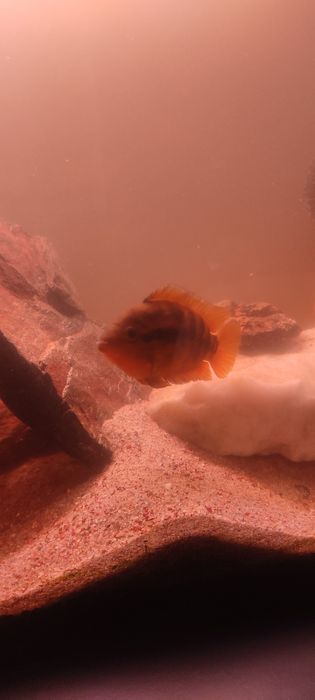 Aquário de água quente