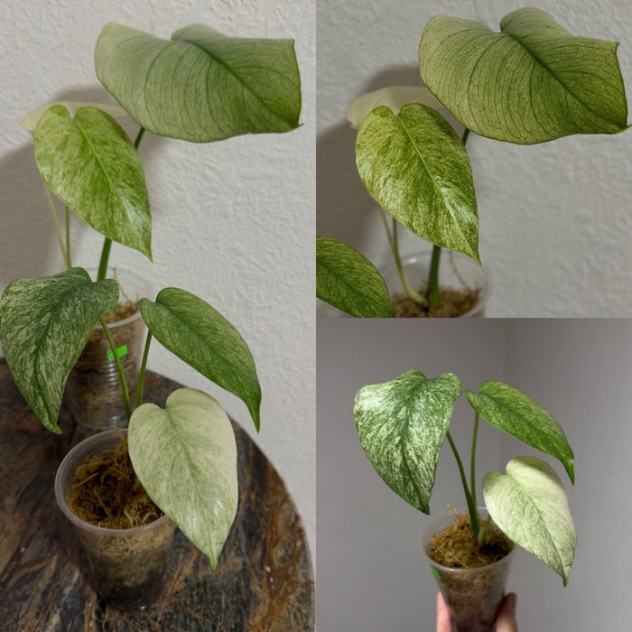 Monstera Thunderbolt, Vietciosa, Full Mint