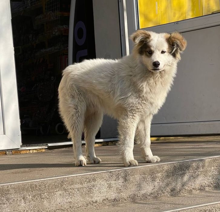 Отдам даром в добрые руки щенка метис кавказской овчарки