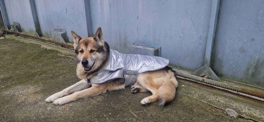 Cão Para Adoção Responsável