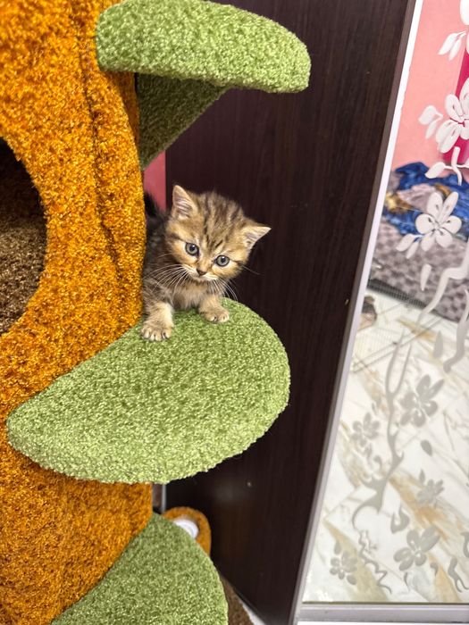 Шотландські кошенята