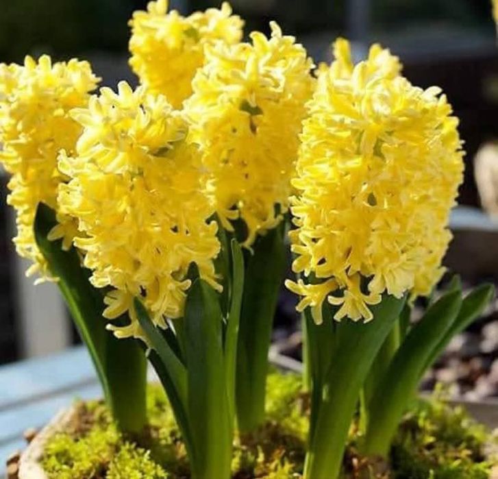 Гіацинти весняні