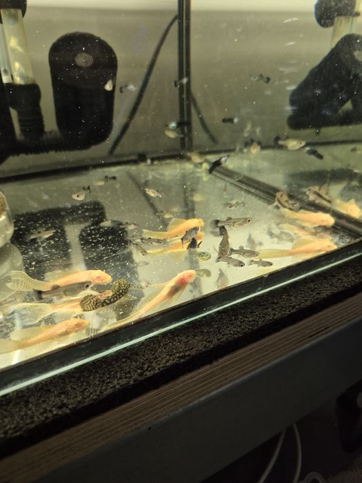 Zbrojniki Złote Weloniaste