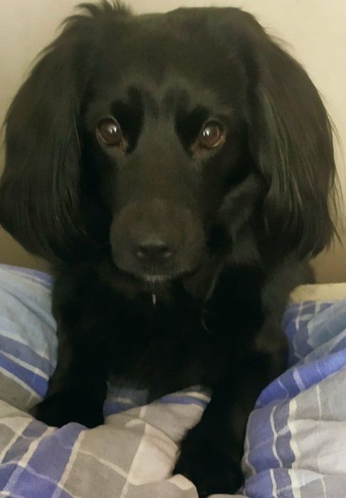 Dorosły Pies typu Cocker Spaniel lat 4