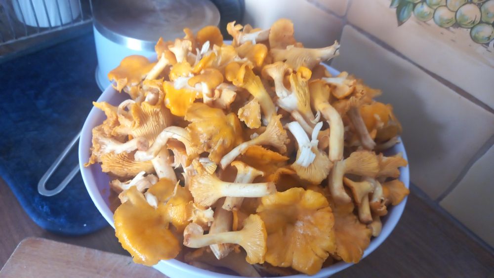 Grzyby Kurki 1kg