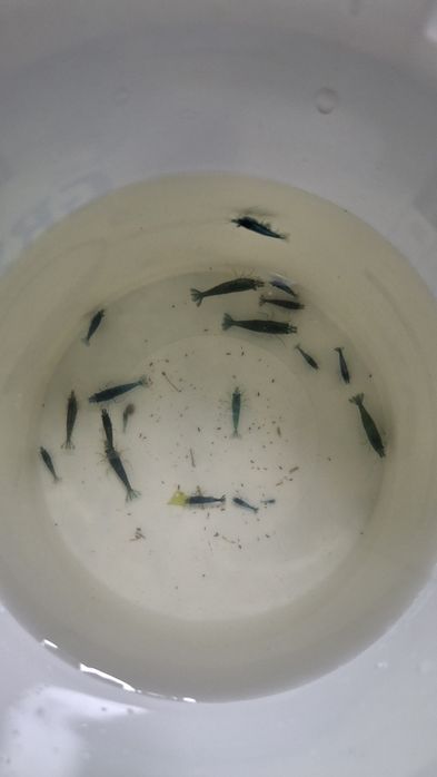 Camarões Neocaridinas blue - 12 unidades por 20€