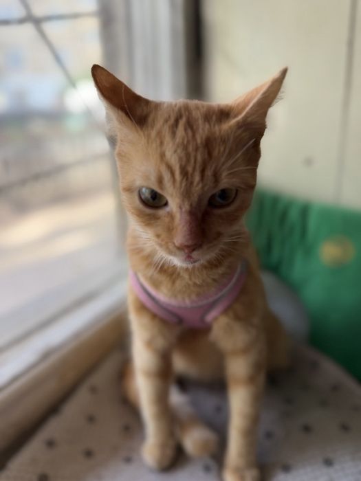 Шукаємо родину для котика