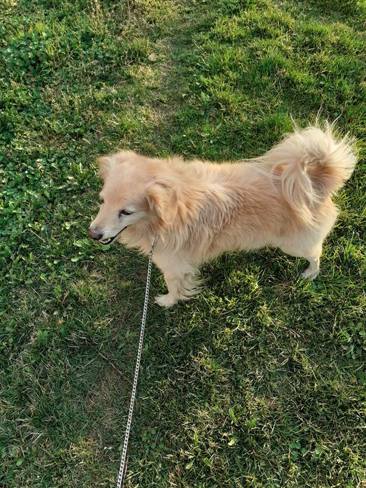 NAGRODA PIENIĘŻNA !!Poszukiwany piesek, kundelek Fafik !