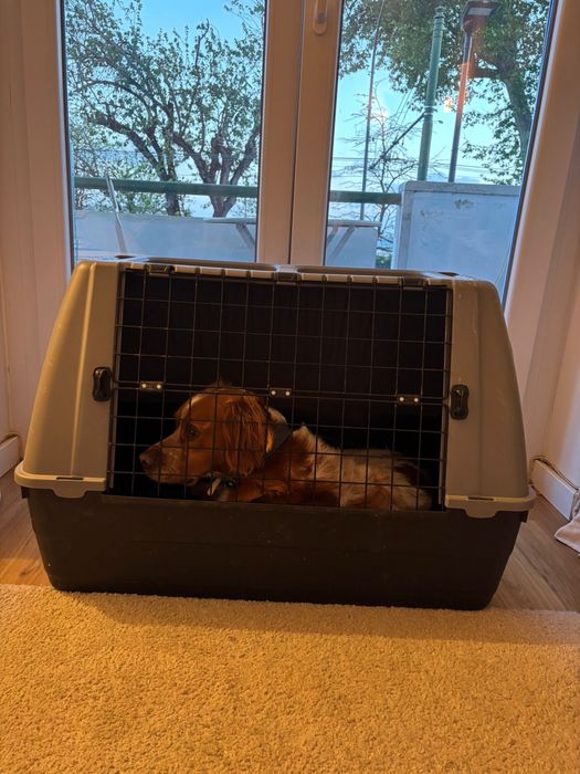 Caixa Transportadora de Cães