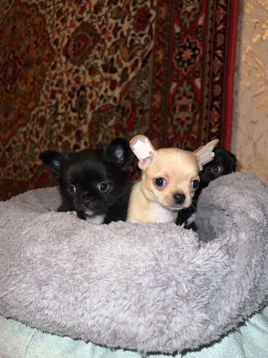 Маленьке щастя в дім