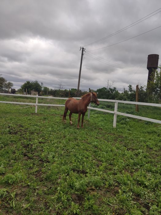 Продам кобылку Орловская рысачка 7лет