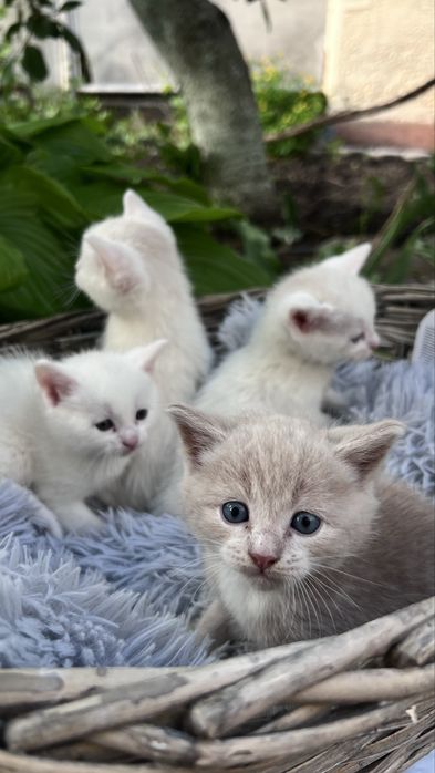 Котята ищут любящий дом