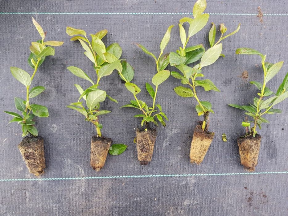 Multiplaty (104 szt)borówka amerykańska odmiana Bluegold CAC paszporty