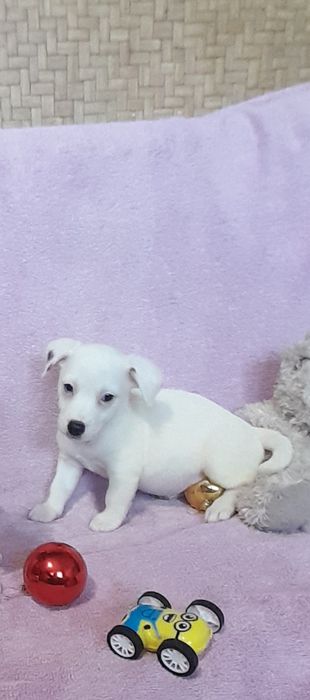 Дівченка джек Рассел тер'єр