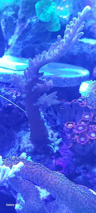 Diversos corais para venda