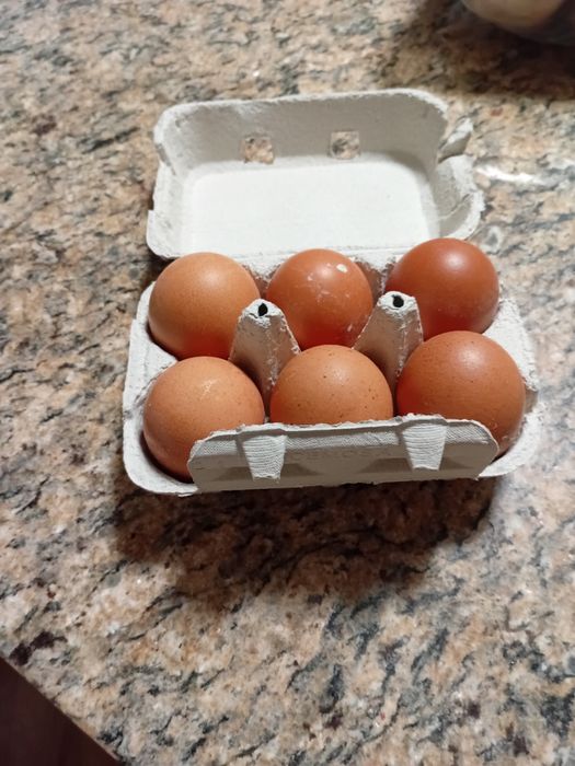 Vendo ovos de galinhas caseiras