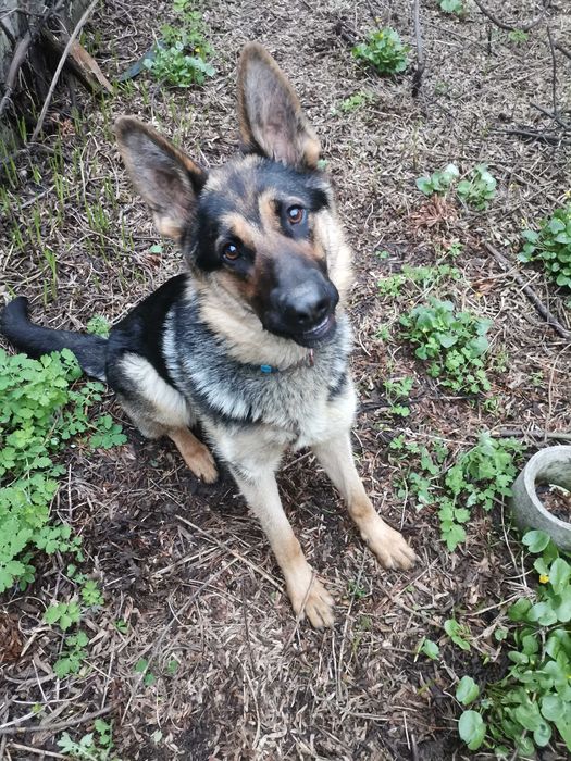 Помощь переселенцам в передержке.