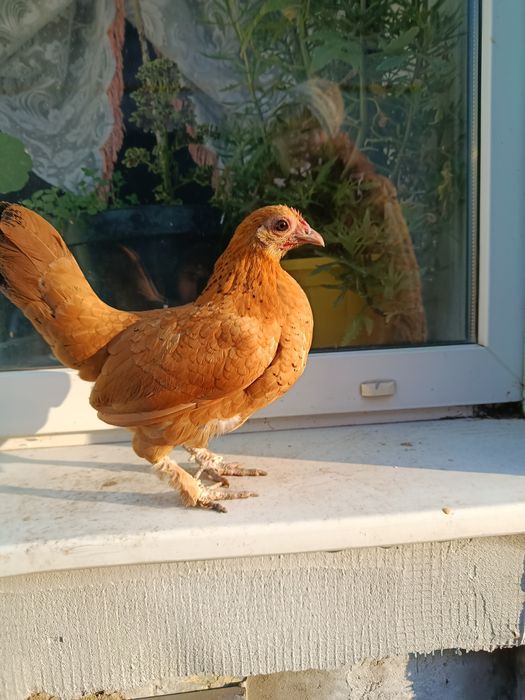 Инкубационное яйцо лилипутов