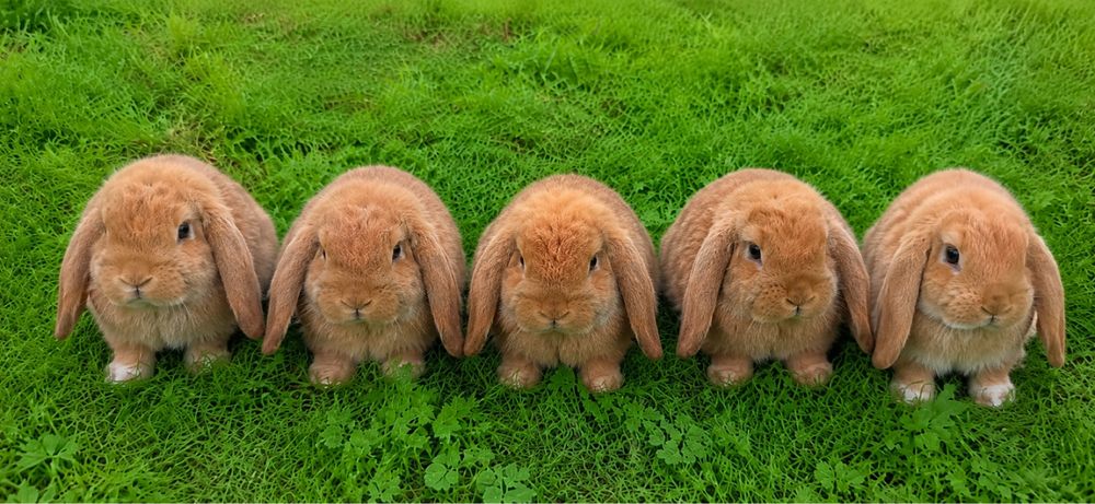 Декоративний висловихий кролик, Mini Lop