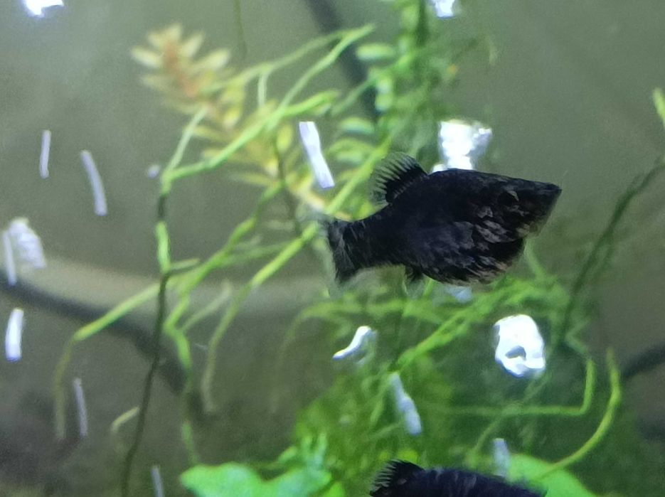 Molly's e plantas de aquário  e caracóis para troca!