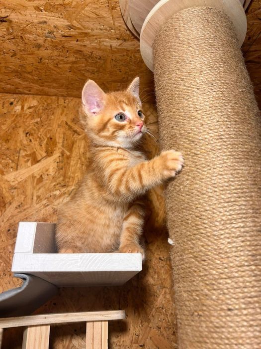 Cudowny, młody kocurek - do adopcji na dokocenie bądz w 2paku!