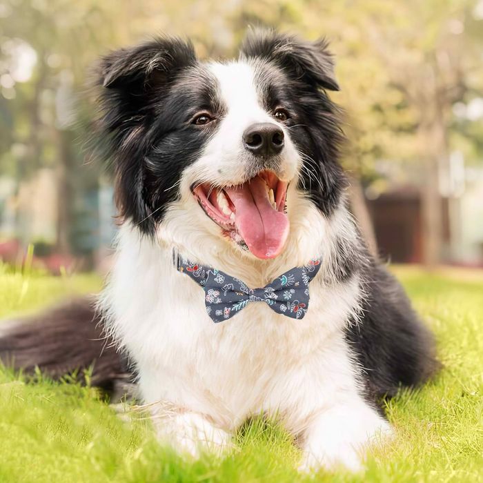 Smycz z obrożą dla psa regulowana 1.5m