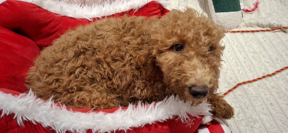 Goldendoodle f1b standard